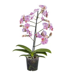 Plantiflor Schmetterlingsorchidee Topf Durchmesser 12 cm Plantiflor Schmetterlingsorchidee Topf Durchmesser 12 cm