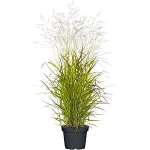 Plantiflor Ruten-Hirse Topf- Durchmesser 23 cm Plantiflor Ruten-Hirse Topf- Durchmesser 23 cm