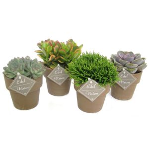 Plantiflor ZKAK Succulenten Mix T10 braune Keramik Plantiflor ZKAK Succulenten Mix T10 braune Keramik