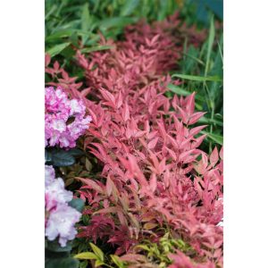 Plantiflor Heiliger Bambus Topf Durchmesser 15 cm Plantiflor Heiliger Bambus Topf Durchmesser 15 cm