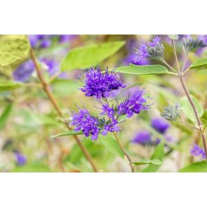 Plantiflor Bartblume Heavenly Blue Topf Durchmesser 19 cm Plantiflor Bartblume Heavenly Blue Topf Durchmesser 19 cm