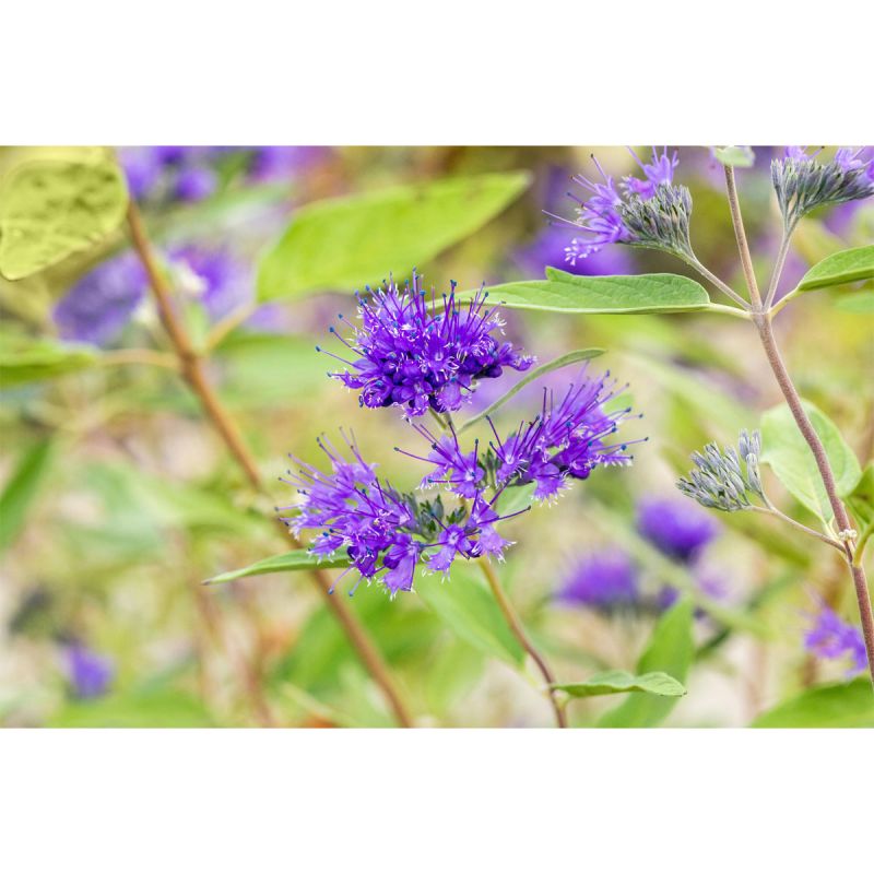 Plantiflor Bartblume Heavenly Blue Topf Durchmesser 19 cm