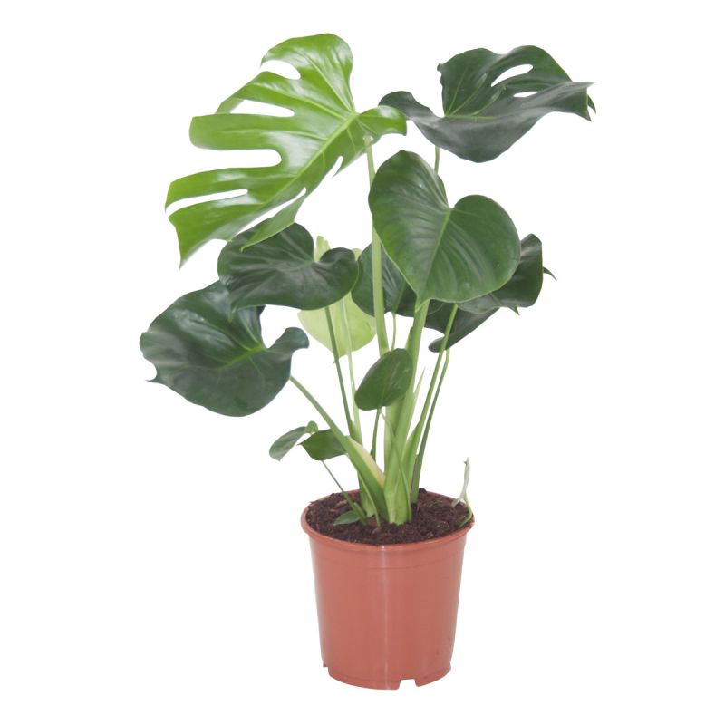 Plantiflor Fensterblatt Topf-Ø 21 cm