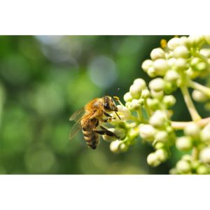 Plantiflor Bienenbaum Topf Durchmesser 17 cm Plantiflor Bienenbaum Topf Durchmesser 17 cm