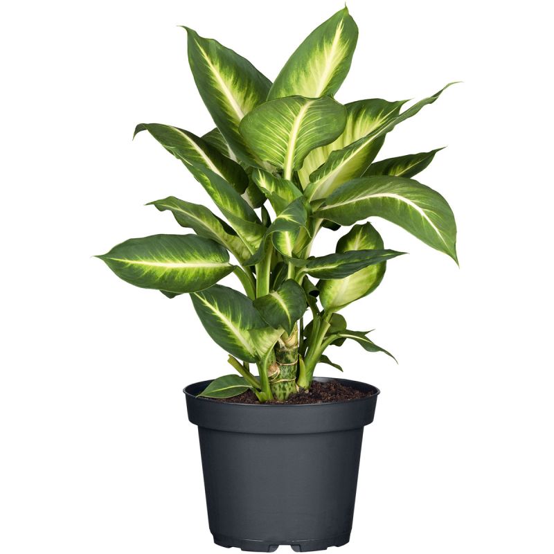 Plantiflor Dieffenbachia Topf Durchmesser 12 cm
