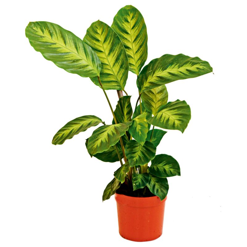Plantiflor Korbmarante Topf 12 cm