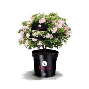 Rhododendron Bloombux Kugel Topf Durchmesser 23 cm Rhododendron Bloombux Kugel Topf Durchmesser 23 cm