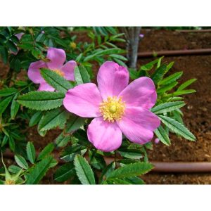 Plantiflor Wildrose Biene Maja Topf Durchmesser 17 cm Plantiflor Wildrose Biene Maja Topf Durchmesser 17 cm