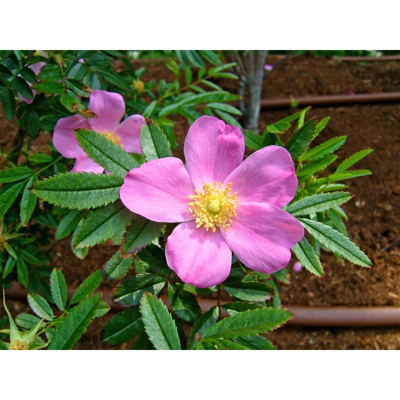 Plantiflor Wildrose Biene Maja Topf Durchmesser 17 cm
