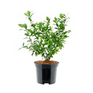 Plantiflor Heidelbeere Hortblue Petite Topf Durchmesser 17 cm Plantiflor Heidelbeere Hortblue Petite Topf Durchmesser 17 cm