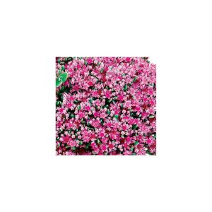 Plantiflor Rotblütenkrassel Topf Durchmesser 12 cm