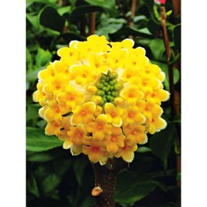Plantiflor Japanische Papierbusch Grandiflora Topf Durchmesser 19 cm Plantiflor Japanische Papierbusch Grandiflora Topf Durchmesser 19 cm