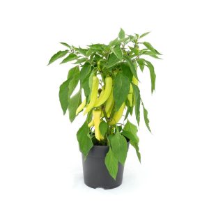 Plantiflor Paprika Sweet Banana Topf 19 cm Plantiflor Paprika Sweet Banana Topf 19 cm