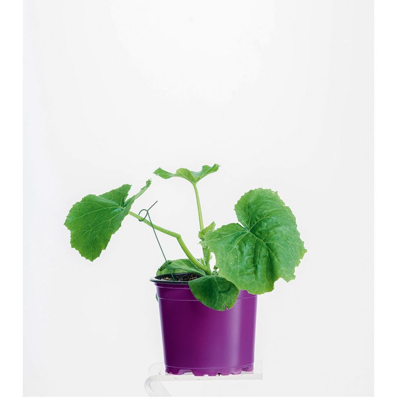 Plantiflor Zucchini Pflanze Topf Durchmesser 12 cm
