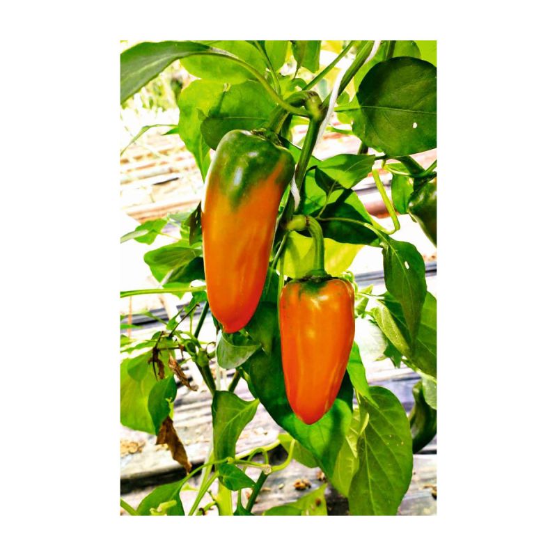 Plantiflor Snackpaprika Coronor Bio