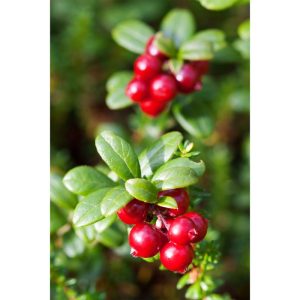 Plantiflor Großfruchtige Moosbeere Topf Durchmesser 17 cm Plantiflor Großfruchtige Moosbeere Topf Durchmesser 17 cm