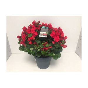 Plantiflor Freiland-Begonie Betulia T19 Plantiflor Freiland-Begonie Betulia T19