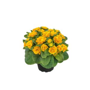 Plantiflor Primula Belarina Topf Durchmesser 13 cm Plantiflor Primula Belarina Topf Durchmesser 13 cm
