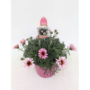 Plantiflor Marokko Margerite African Serie Topf Durchmesser 17 cm Plantiflor Marokko Margerite African Serie Topf Durchmesser 17 cm