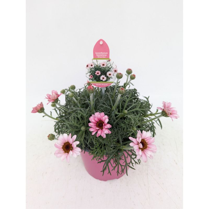 Plantiflor Marokko Margerite African Serie Topf Durchmesser 17 cm
