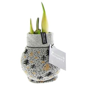 Plantiflor Amaryllis mit Socke gewachst ca 32 cm Plantiflor Amaryllis mit Socke gewachst ca 32 cm