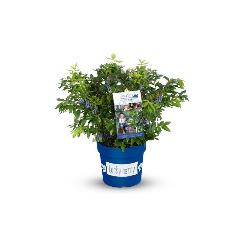 Plantiflor Heidelbeere Lucky Berry Topf Durchmesser 22 cm
