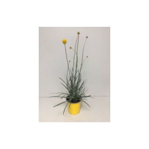 Plantiflor Ziergras Golf Beauty T13 Plantiflor Ziergras Golf Beauty T13