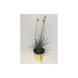 Plantiflor Ziergras Golf Beauty T17 Plantiflor Ziergras Golf Beauty T17