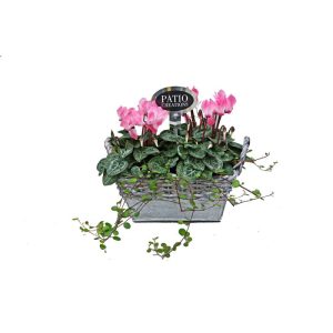 Plantiflor Bepflanztes Zinkgefäß mit Weidenrand 19 x 12 cm Plantiflor Bepflanztes Zinkgefäß mit Weidenrand 19 x 12 cm