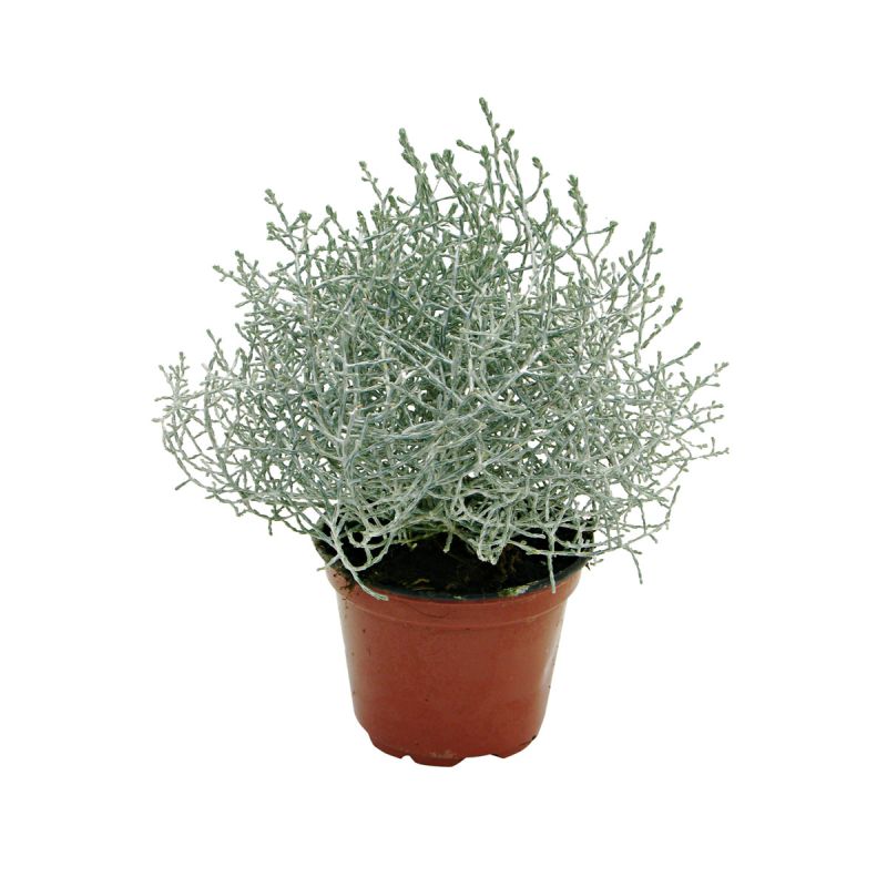 Plantiflor  Silberkörbchen Topf Durchmesser 10,5 cm