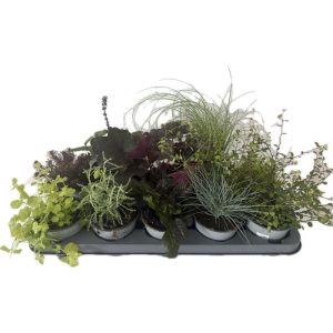 Plantiflor Herbstzauber verschiedene Sorten Topf Durchmesser 11 cm Plantiflor Herbstzauber verschiedene Sorten Topf Durchmesser 11 cm