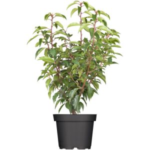 Plantiflor Portugiesische Lorbeerkirsche Topf- Durchmesser 23 cm Plantiflor Portugiesische Lorbeerkirsche Topf- Durchmesser 23 cm