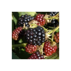 Plantiflor Hänge Brombeere Black Cascade Topf Durchmesser 17 cm Plantiflor Hänge Brombeere Black Cascade Topf Durchmesser 17 cm