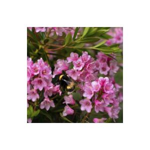 Plantiflor Zwerg-Rhododendron Bloombux Magenta Topf Durchmesser 17 cm Plantiflor Zwerg-Rhododendron Bloombux Magenta Topf Durchmesser 17 cm
