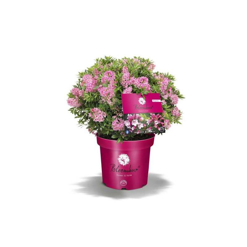 Plantiflor Zwerg-Rhododendron Bloombux Magenta Kugel Topf Durchmesser 23 cm