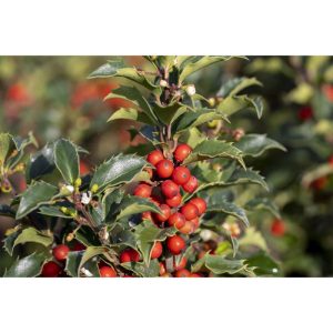 Plantiflor Stechpalme Heckenstar Topf Durchmesser 23 cm Plantiflor Stechpalme Heckenstar Topf Durchmesser 23 cm