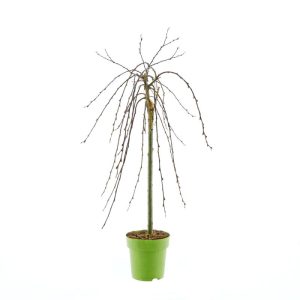 Plantiflor Hängekätzchenweide Topf Durchmesser 17 cm Plantiflor Hängekätzchenweide Topf Durchmesser 17 cm