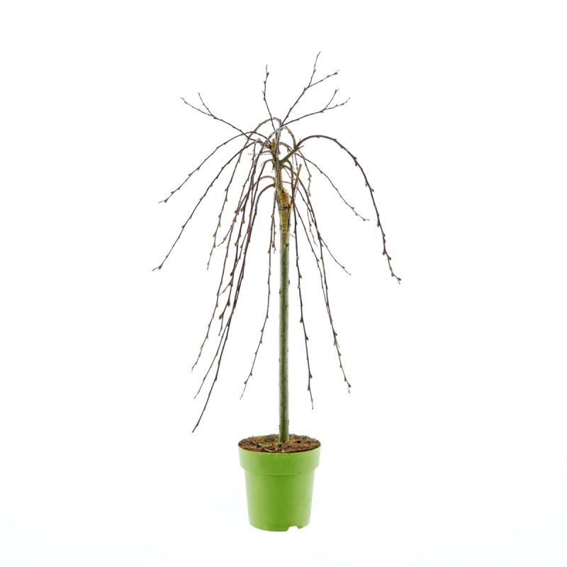 Plantiflor Hängekätzchenweide Topf Durchmesser 17 cm
