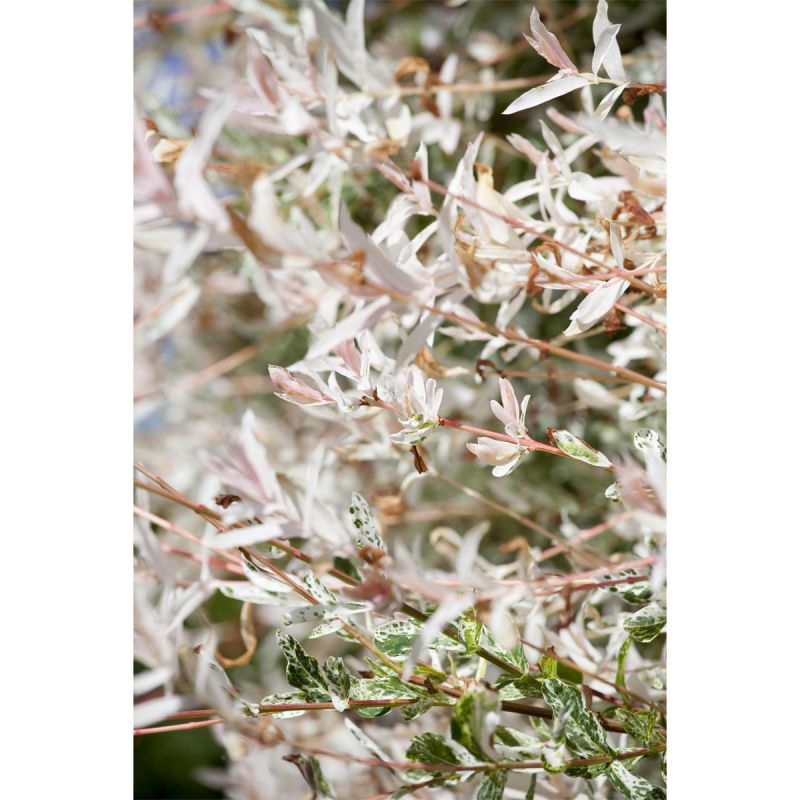 Plantiflor Harlekinweide Hakuro Nishikii Stamm 40 cm Topf Durchmesser 17 cm