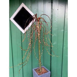 Plantiflor Salweide Cury Locks Stamm 60 cm Topf Durchmesser 20 cm Plantiflor Salweide Cury Locks Stamm 60 cm Topf Durchmesser 20 cm