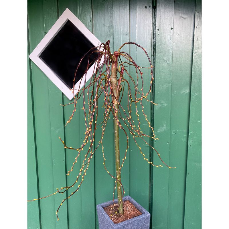 Plantiflor Salweide Cury Locks Stamm 60 cm Topf Durchmesser 20 cm