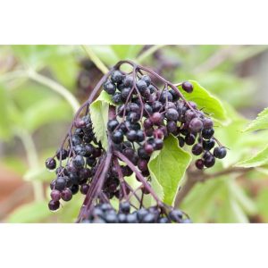 Plantiflor Großfrüchtige Fliederbeere Haschberg Wilde Küche Topf Durchmesser 23 cm Plantiflor Großfrüchtige Fliederbeere Haschberg Wilde Küche Topf Durchmesser 23 cm