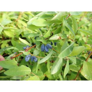 Plantiflor Sibirische Blaubeere Wilde Küche Topf Durchmesser 23 cm Plantiflor Sibirische Blaubeere Wilde Küche Topf Durchmesser 23 cm