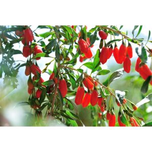 Plantiflor Gogibeere Wilde Küche Topf Durchmesser 23 cm Plantiflor Gogibeere Wilde Küche Topf Durchmesser 23 cm