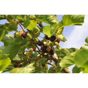 Plantiflor Schwarze Maulbeere Wilde Küche Topf Durchmesser 23 cm Plantiflor Schwarze Maulbeere Wilde Küche Topf Durchmesser 23 cm
