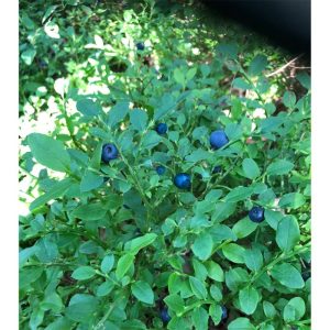 Plantiflor Blaubeere Wilde Küche Topf Durchmesser 17 cm Plantiflor Blaubeere Wilde Küche Topf Durchmesser 17 cm
