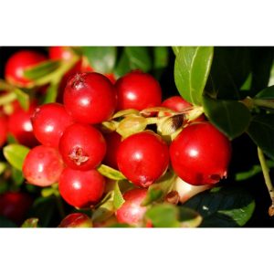 Plantiflor Preiselbeere Fire Balls Wilde Küche Topf Durchmesser 17 cm