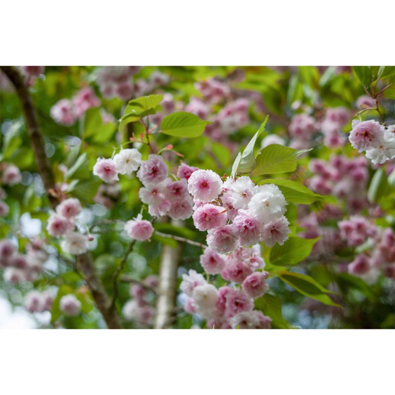 Plantiflor Mandelbäumchen Topf Durchmesser 21 cm
