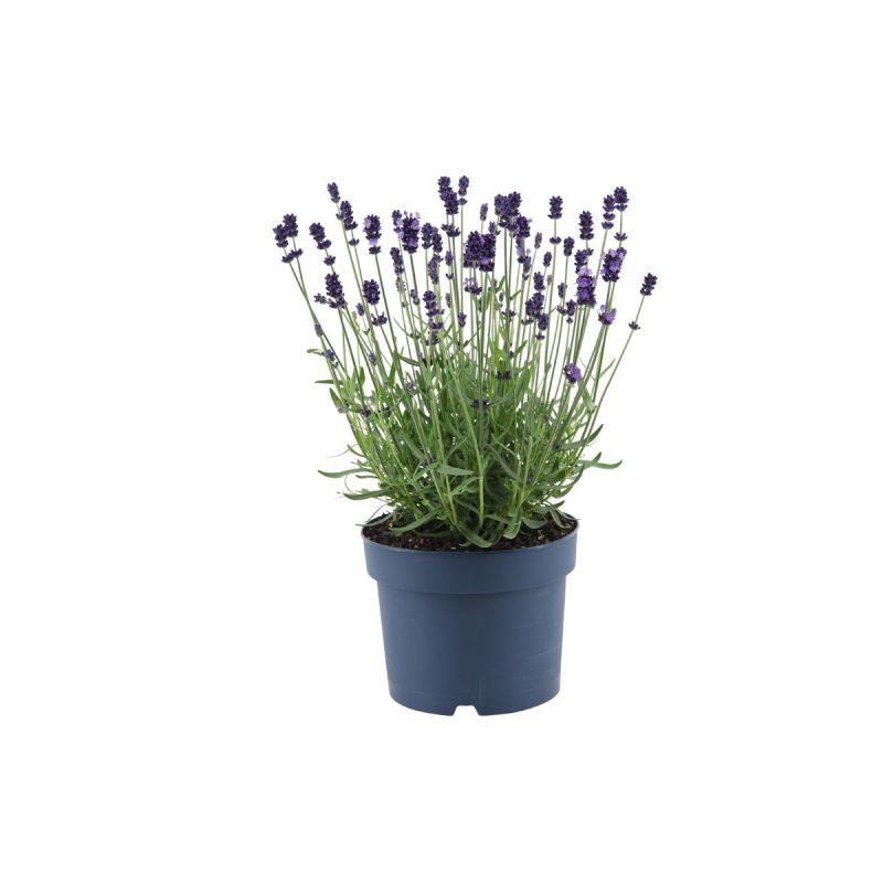 Plantiflor Lavendel Munstead Topf- Durchmesser 13 cm