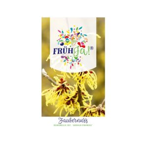 Plantiflor Zaubernuss Arnold Promise Topf Durchmesser 23 cm Plantiflor Zaubernuss Arnold Promise Topf Durchmesser 23 cm